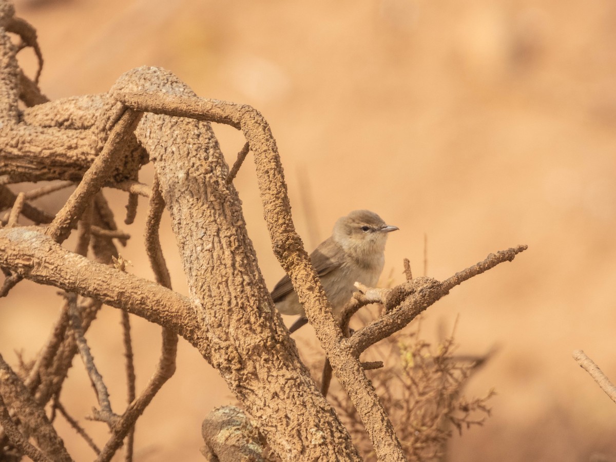 Zilpzalp - ML638892679