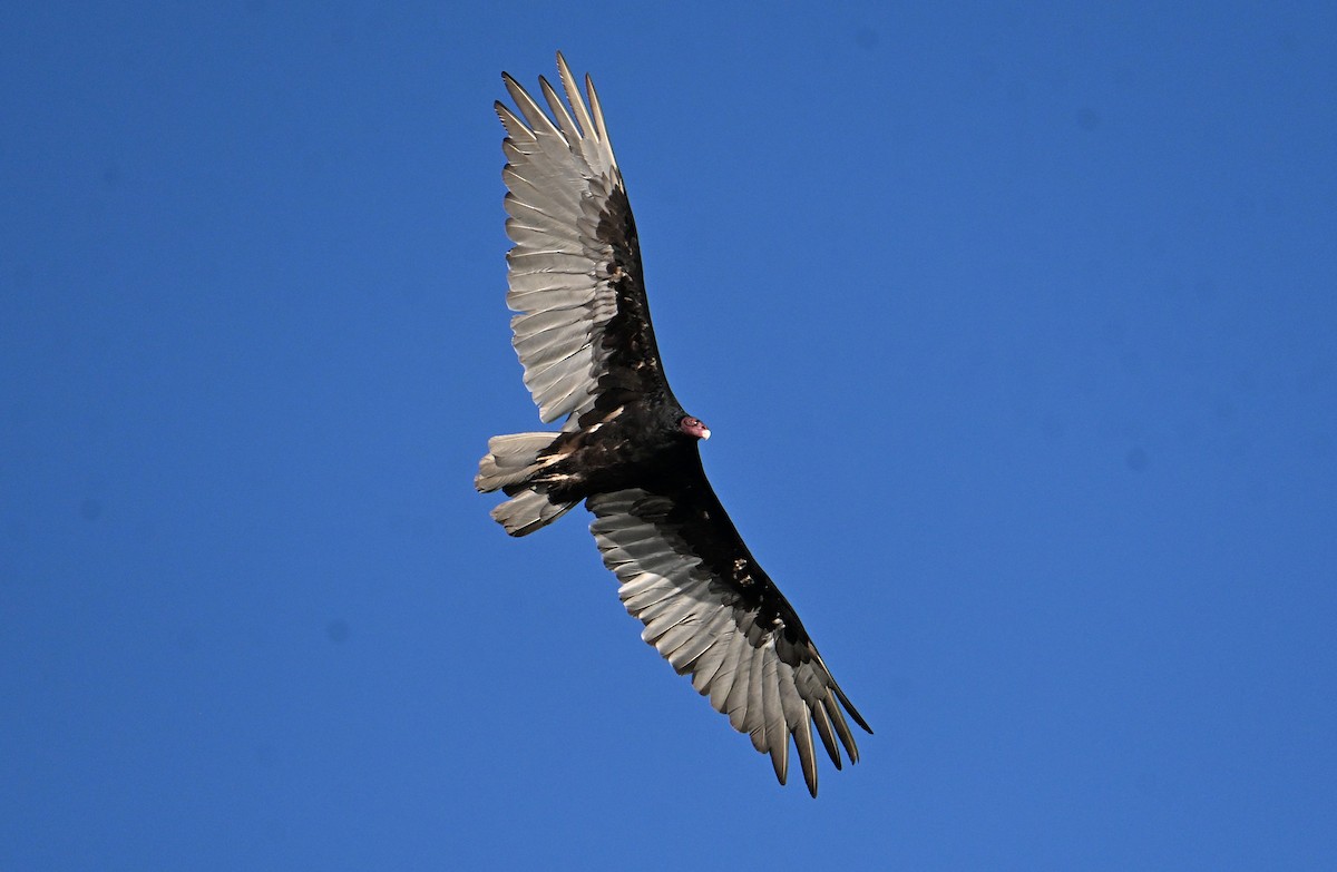 Turkey Vulture - ML638892686