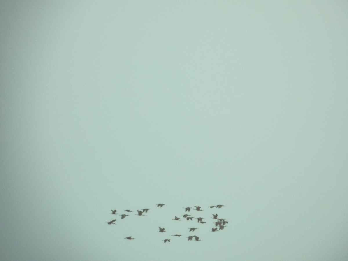 Sichler - ML638892697