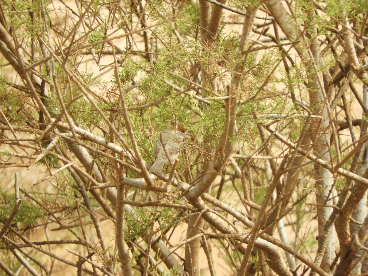 Mönchsgrasmücke - ML638892700