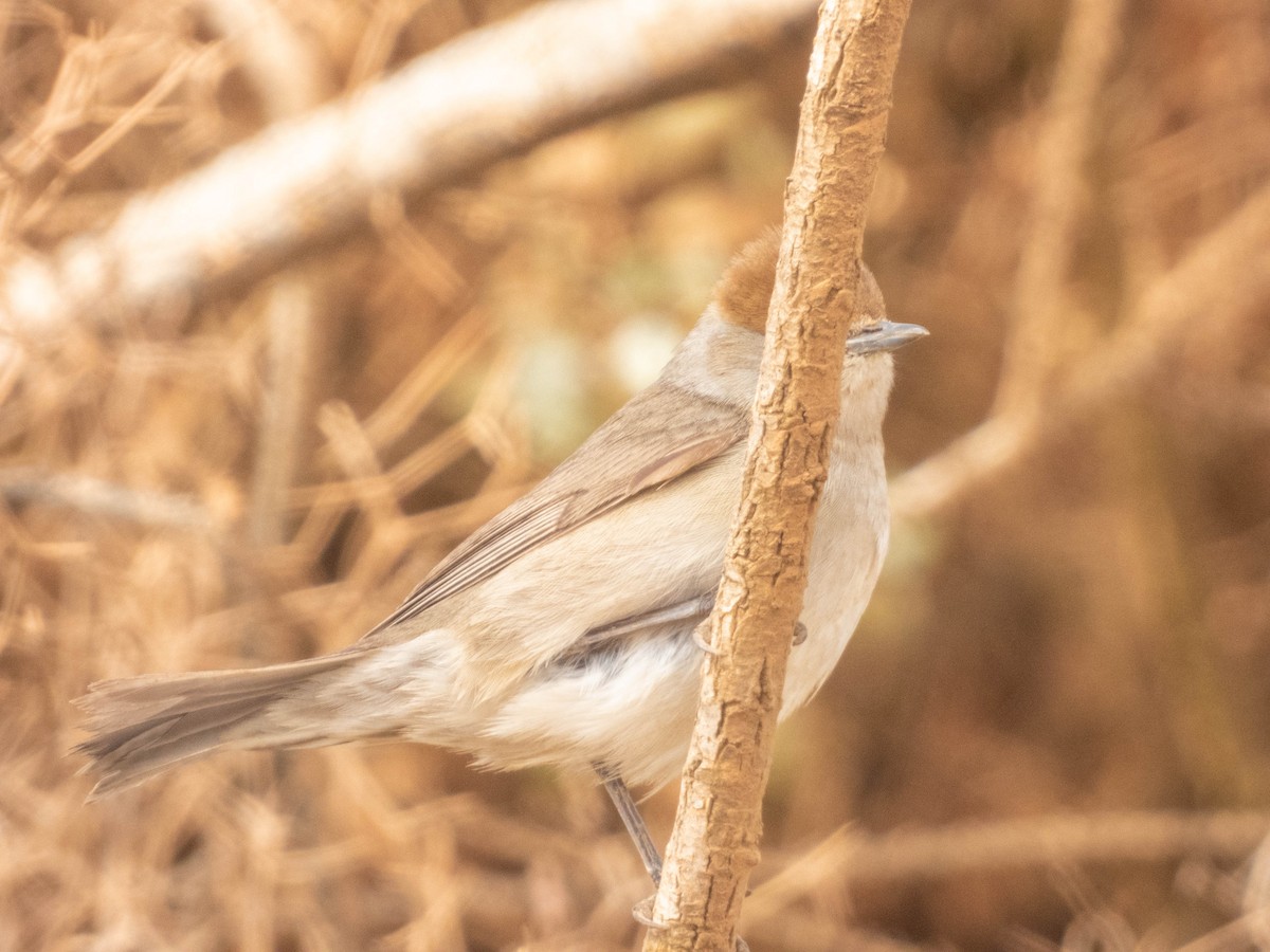 Mönchsgrasmücke - ML638892701