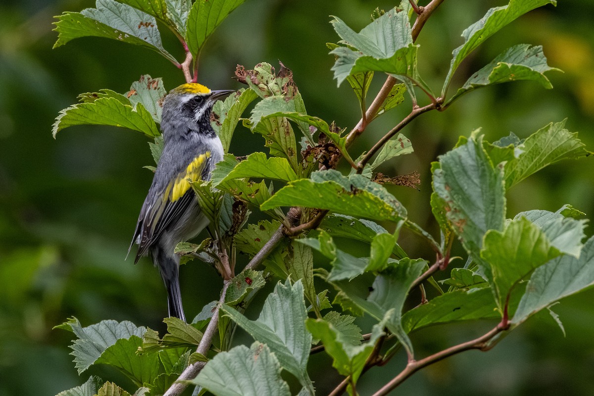 Golden-winged Warbler - ML638892709