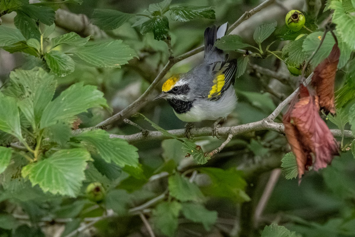 Golden-winged Warbler - ML638892710