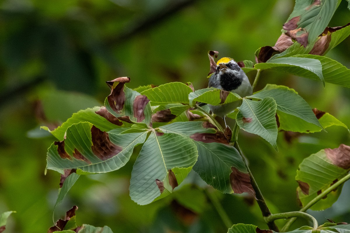 Golden-winged Warbler - ML638892711