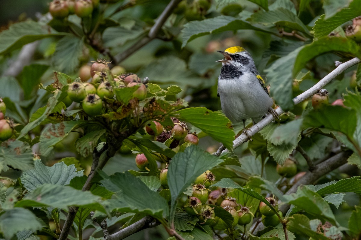Golden-winged Warbler - ML638892712