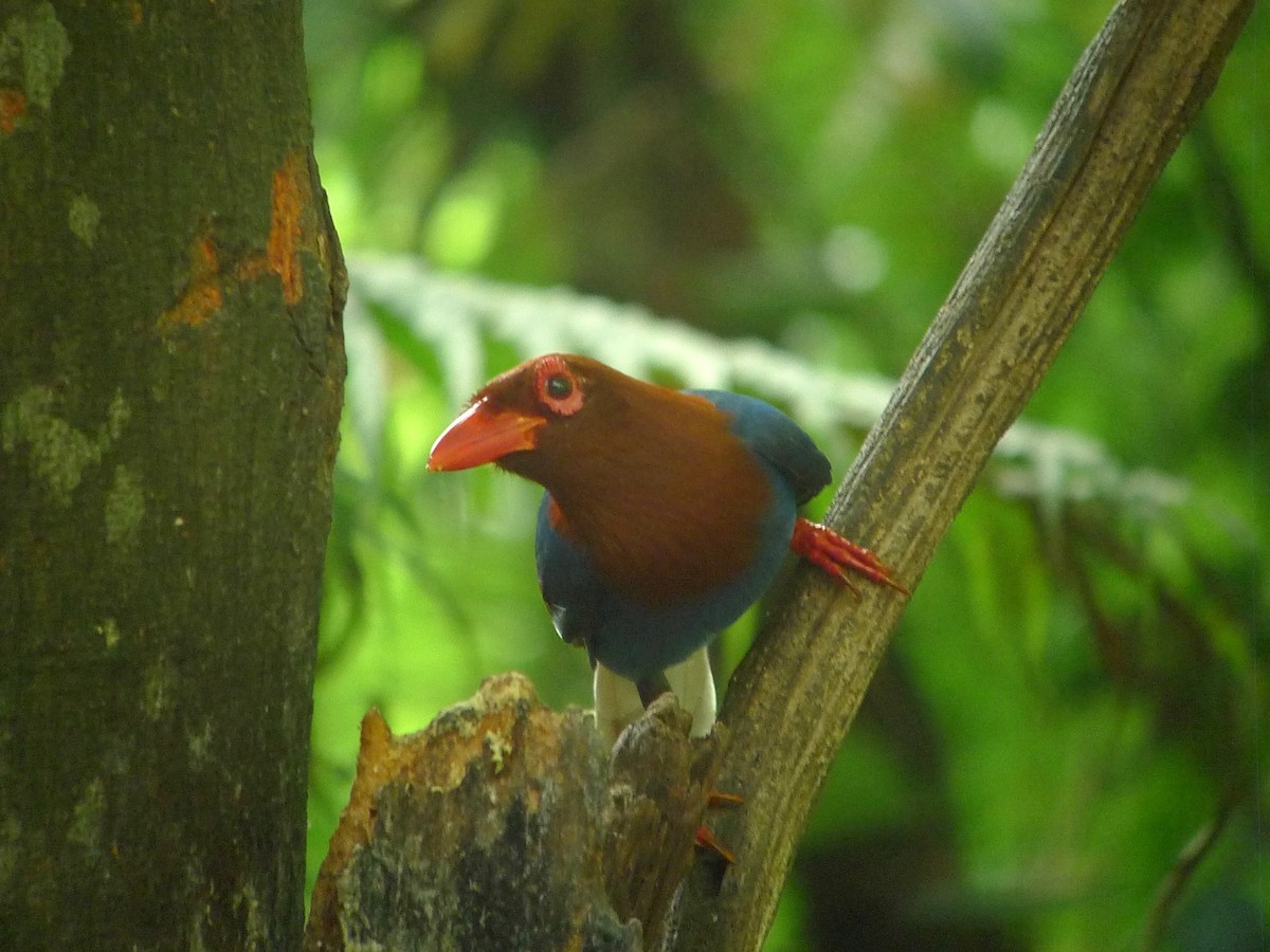 Sri Lanka Blue-Magpie - ML638892733