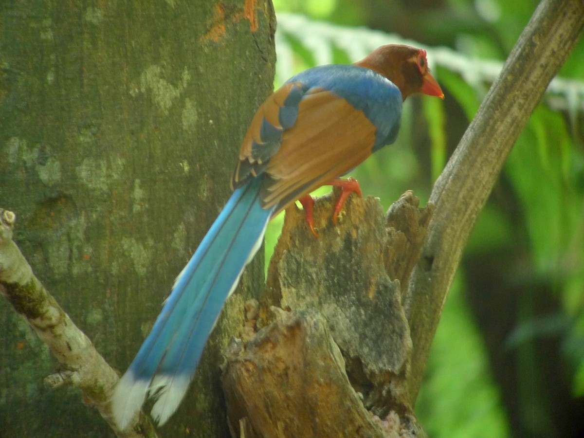 Sri Lanka Blue-Magpie - ML638892741