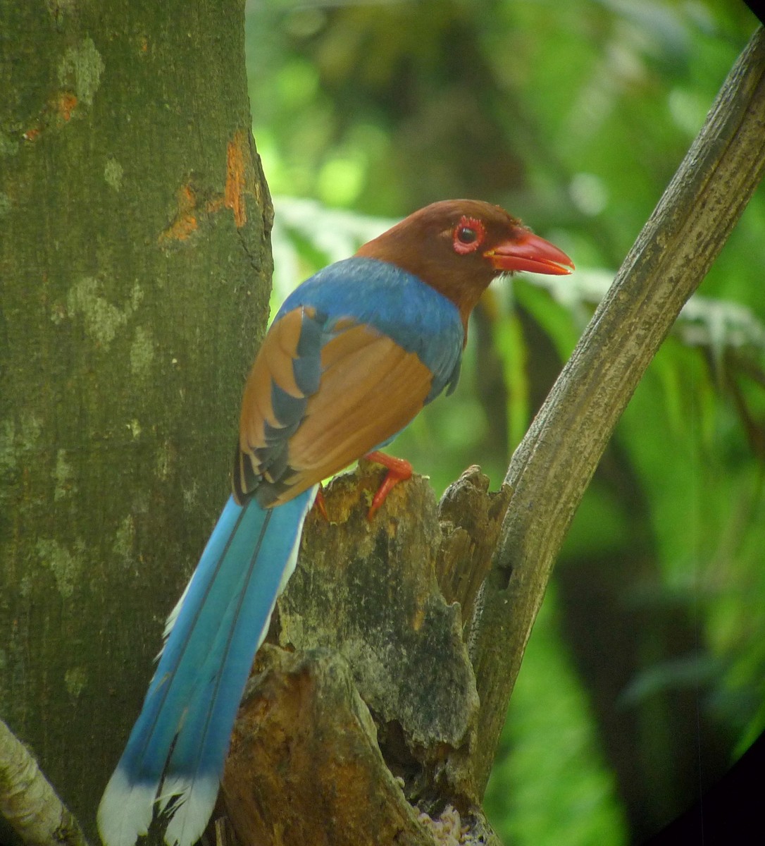 Sri Lanka Blue-Magpie - ML638892746