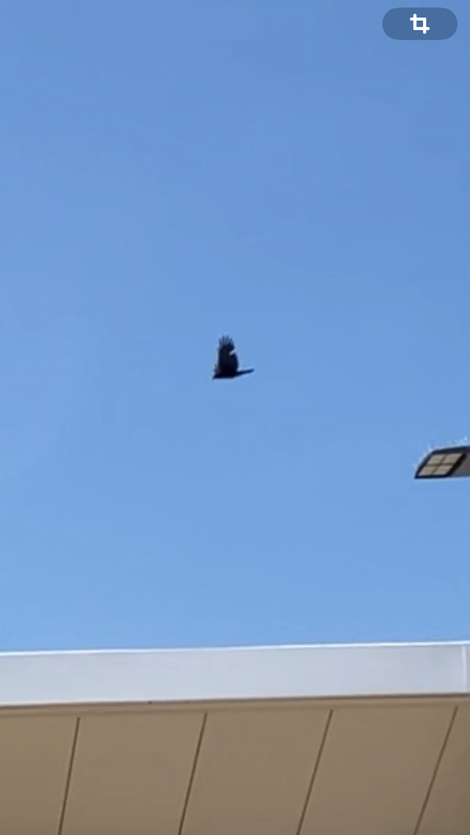 crow sp. - ML638892757