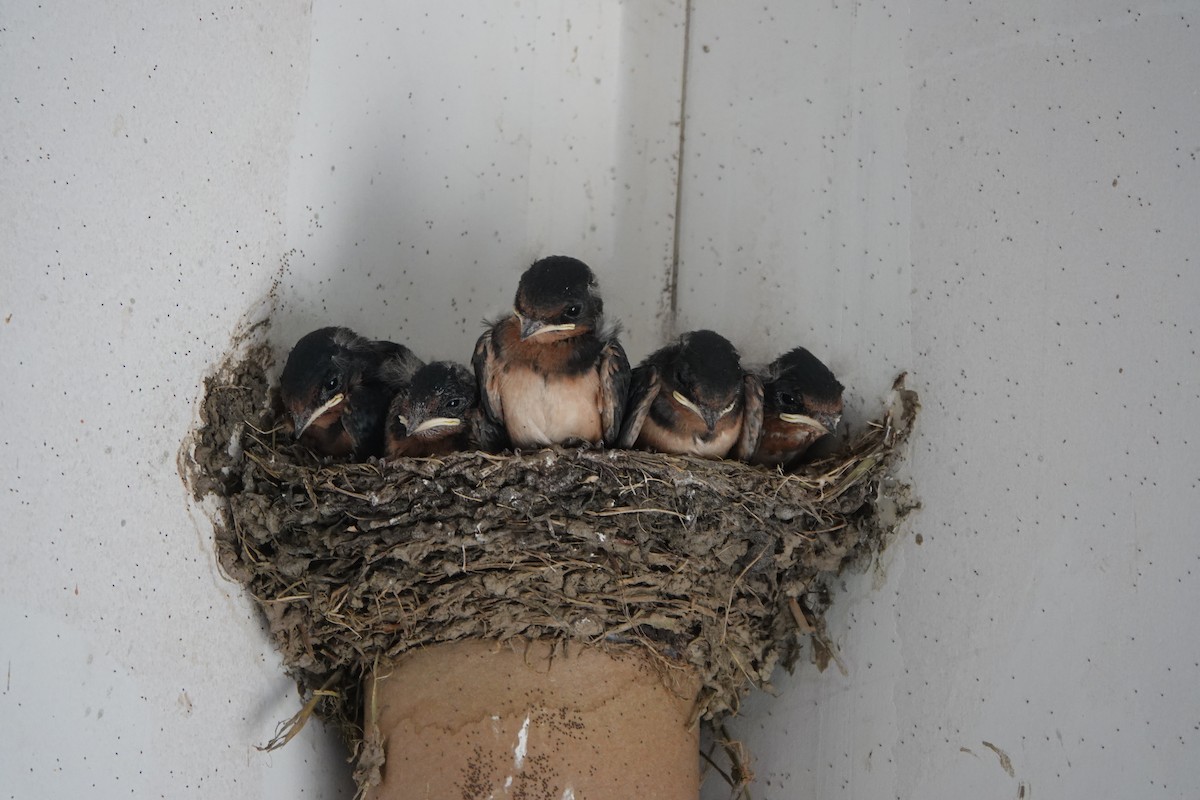 Barn Swallow - ML638892809