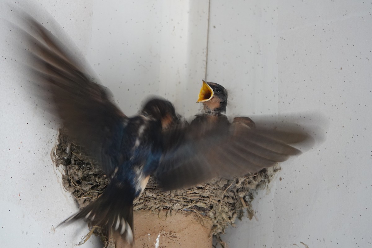 Barn Swallow - ML638892815