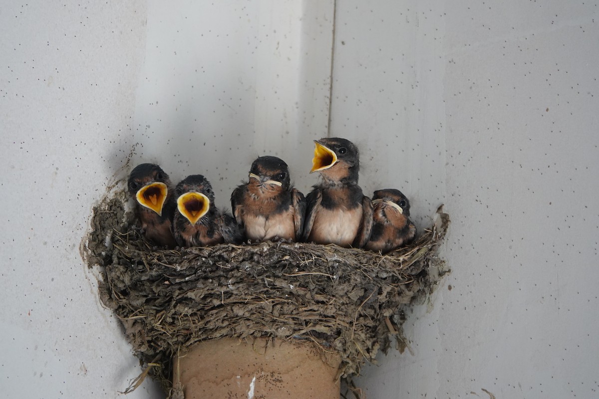 Barn Swallow - ML638892819