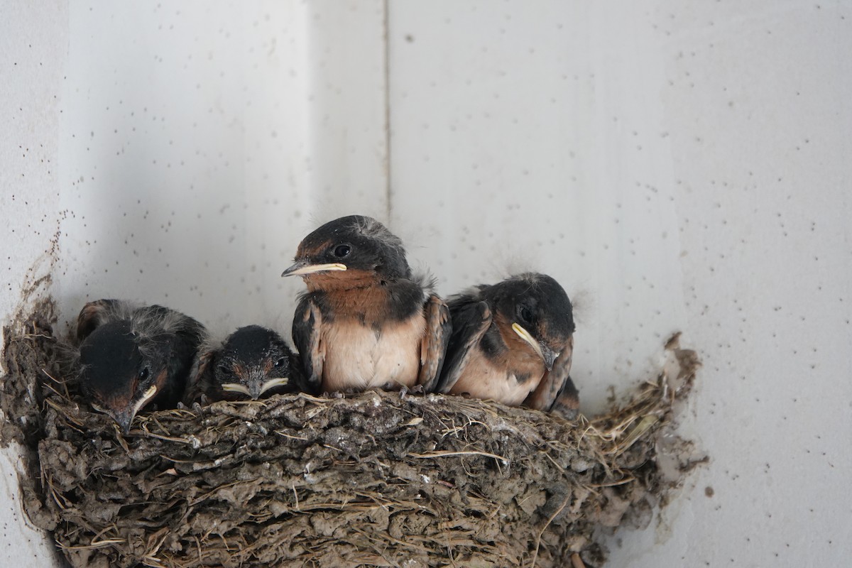 Barn Swallow - ML638892820