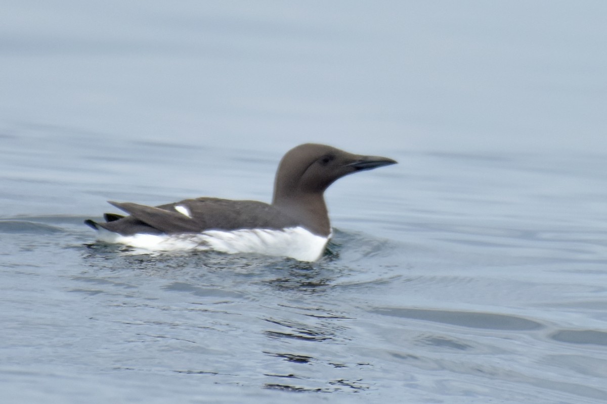 Common Murre - ML638892832