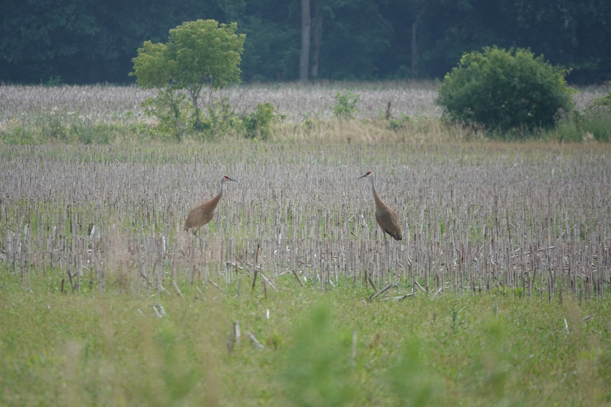 Sandhill Crane - ML638892836