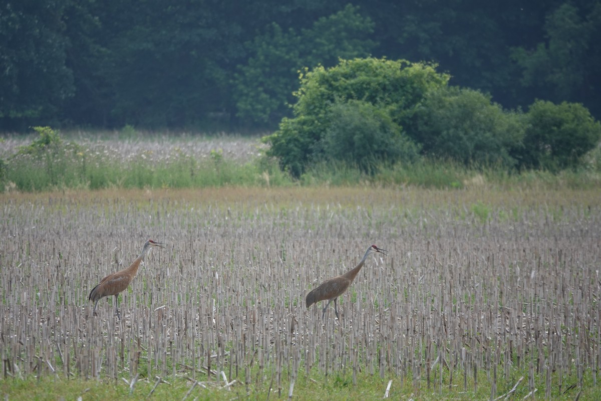 Sandhill Crane - ML638892837