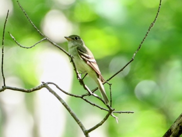 Acadian Flycatcher - ML638892848