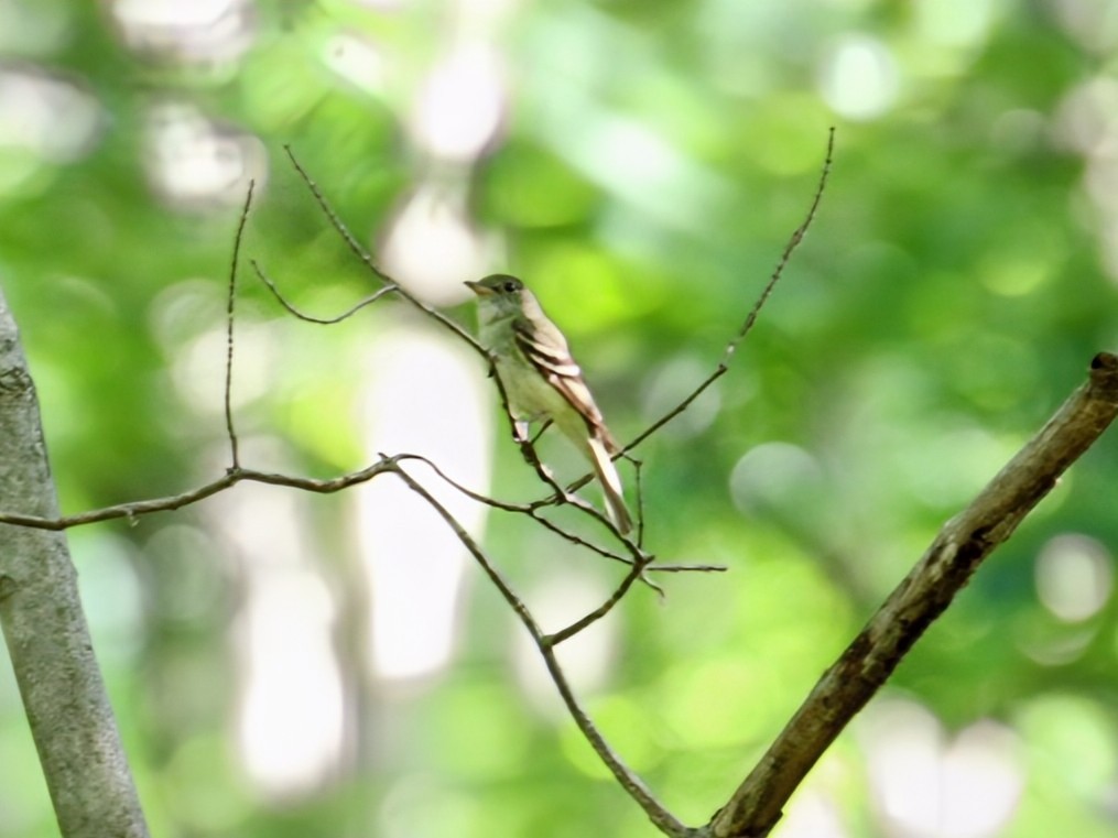 Acadian Flycatcher - ML638892849