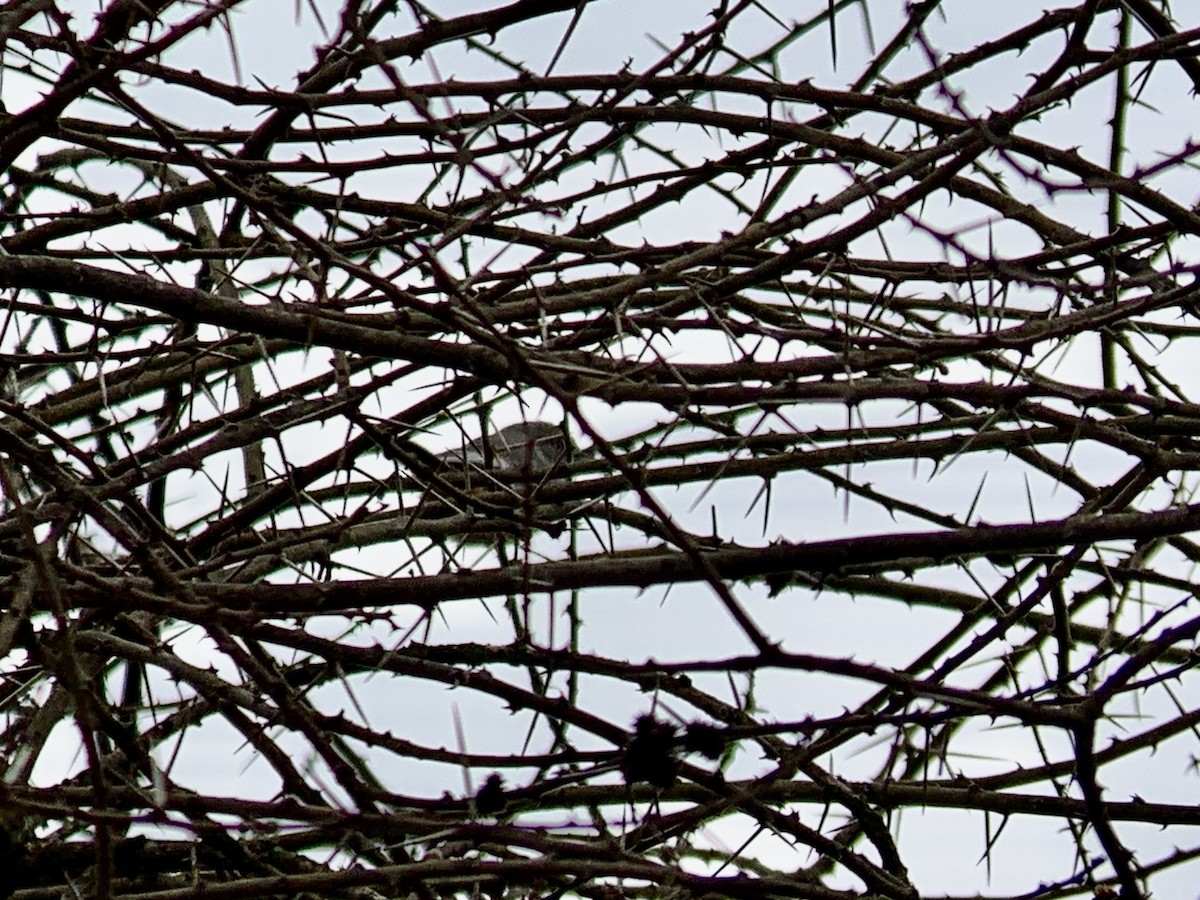 Banded Parisoma - ML638892866