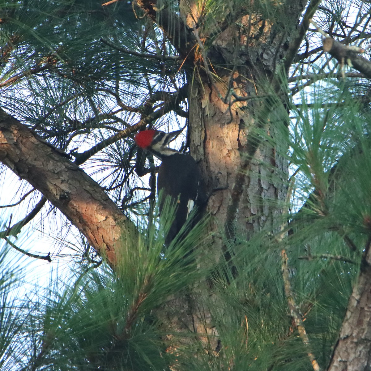 Pileated Woodpecker - ML638892867