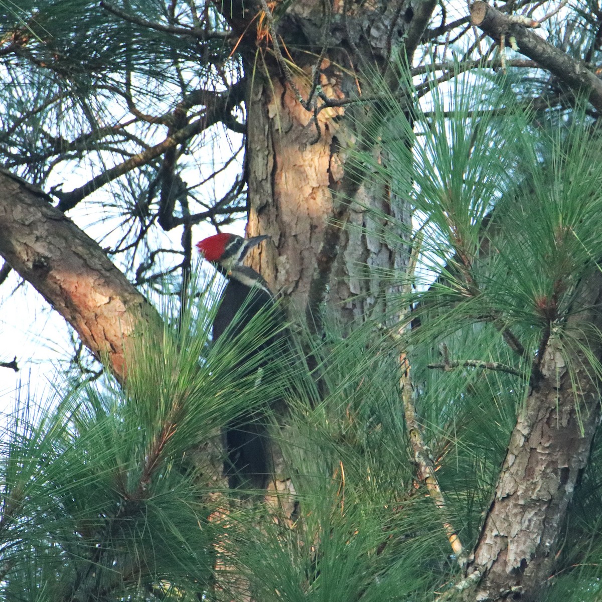 Pileated Woodpecker - ML638892868