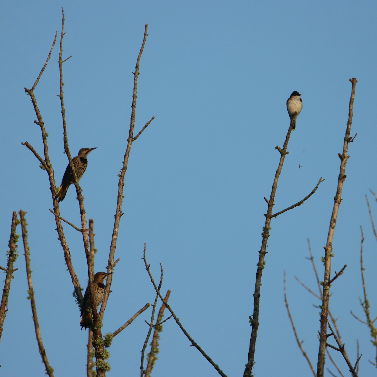 Northern Flicker - ML638892870