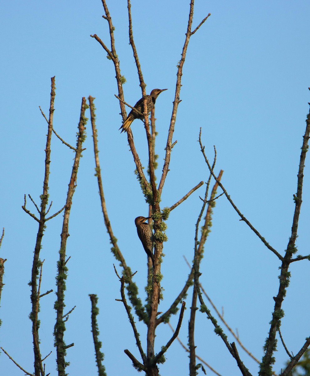 Northern Flicker - ML638892871