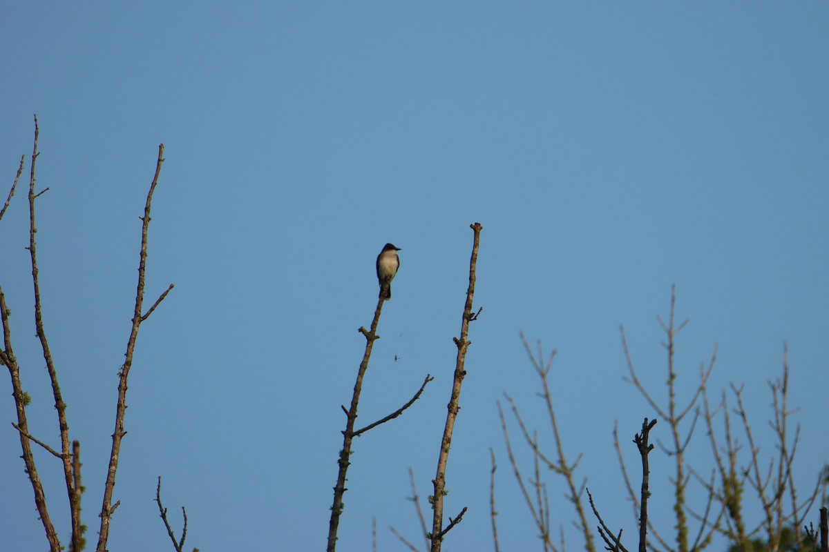 Eastern Kingbird - ML638892873