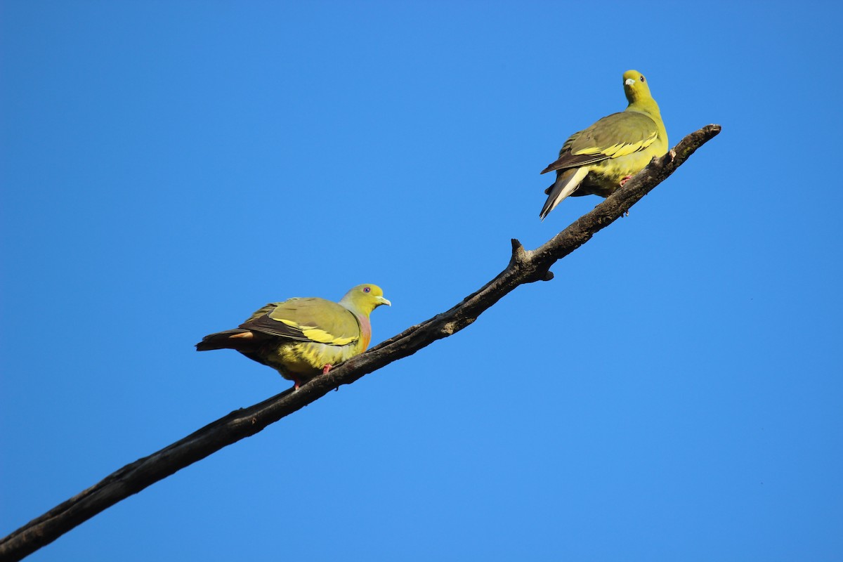 Orange-breasted Green-Pigeon - ML638892890
