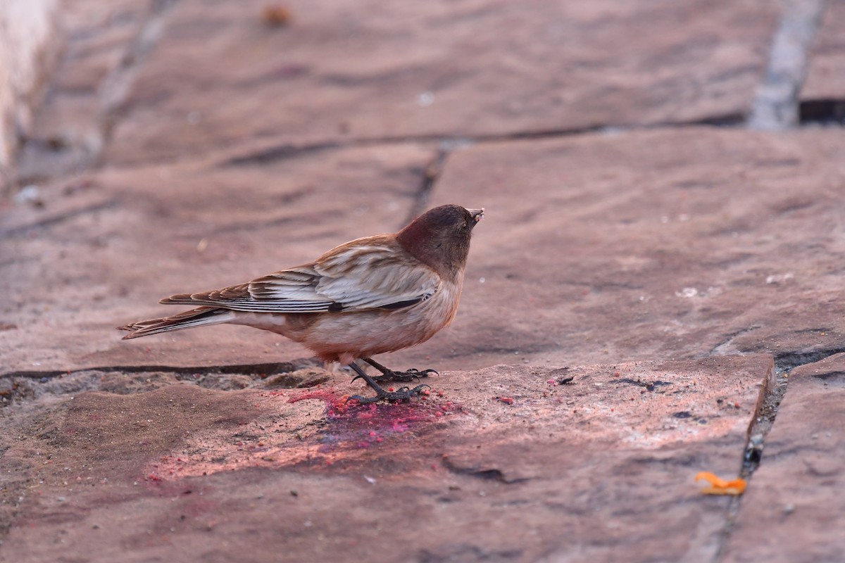 Black-headed Mountain Finch - ML638892929