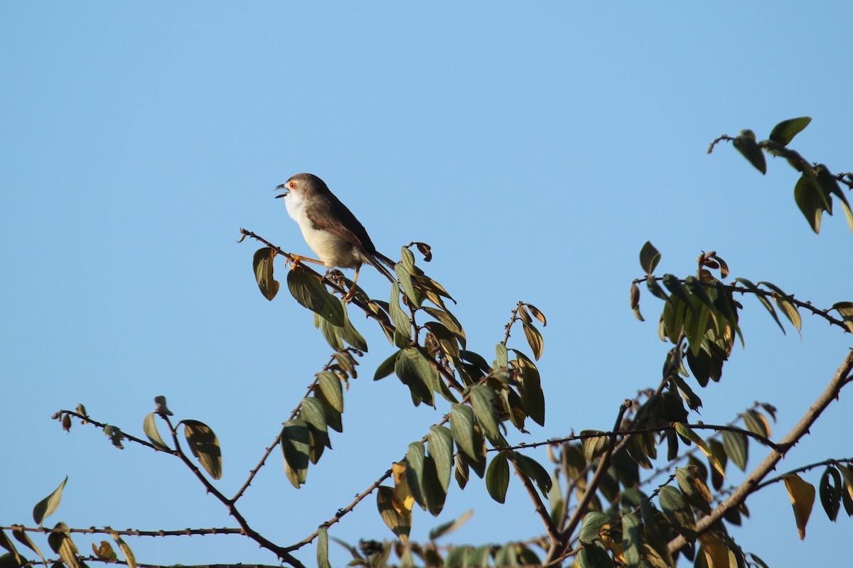 Yellow-eyed Babbler - ML638892974