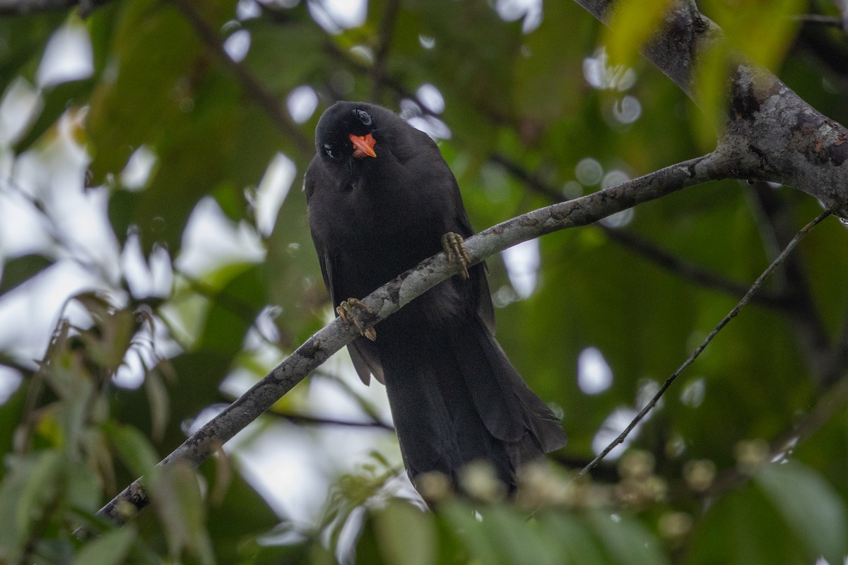 Black Laughingthrush - ML638893030