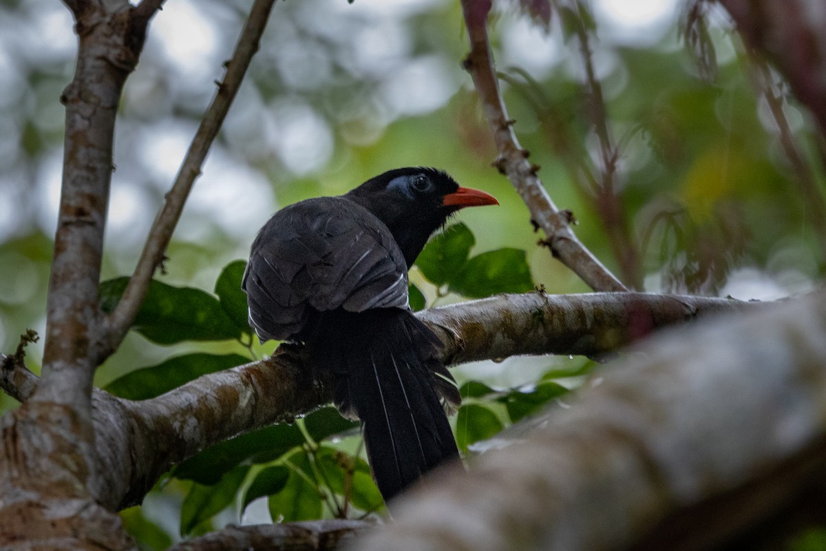 Black Laughingthrush - ML638893033