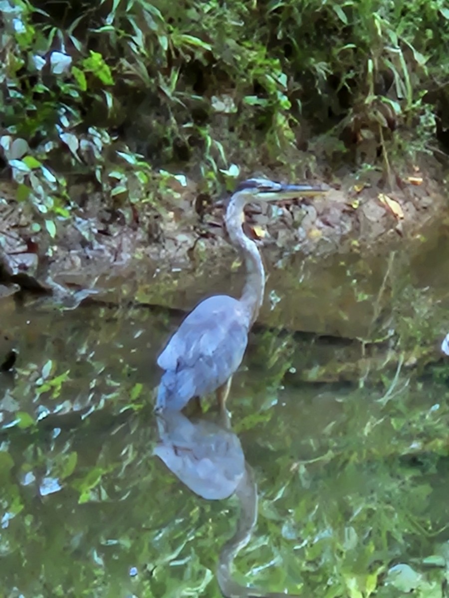 Great Blue Heron - ML638893041