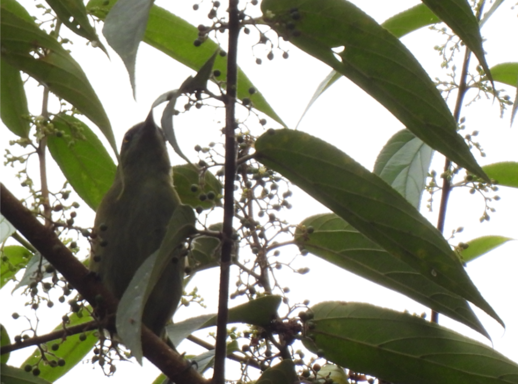 Viridian Dacnis - ML638893047