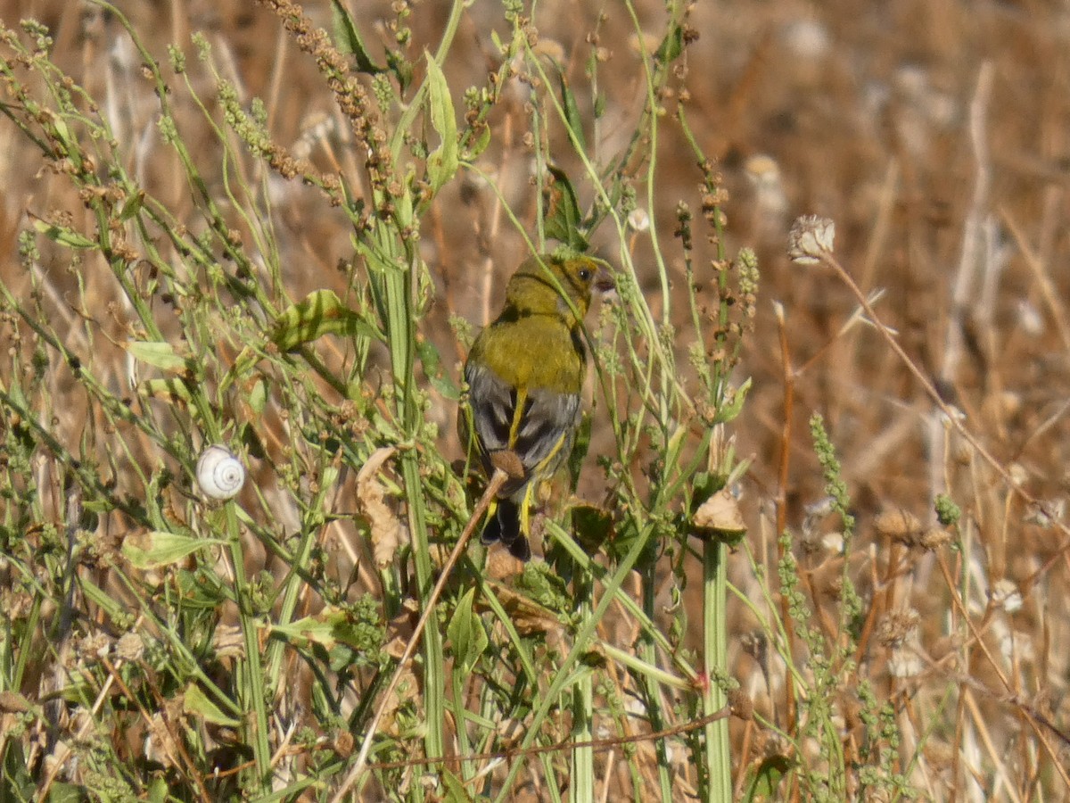 European Greenfinch - ML638893048
