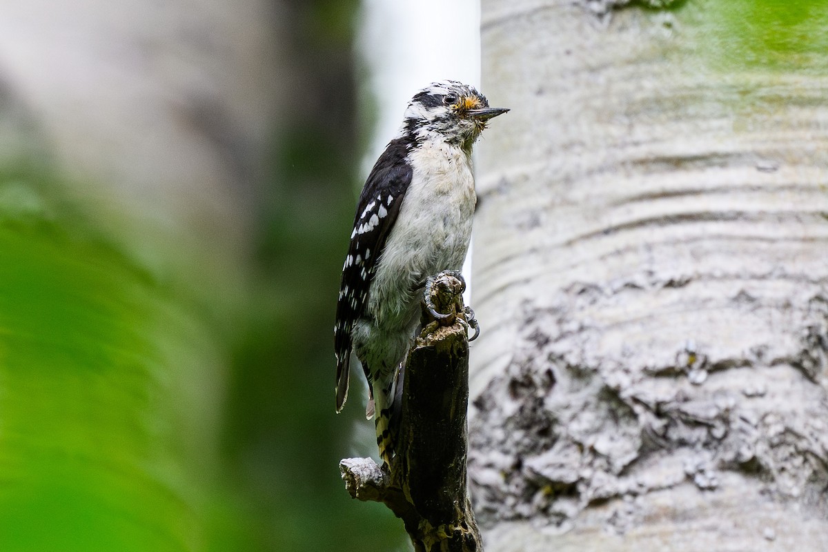 Downy Woodpecker - ML638893052