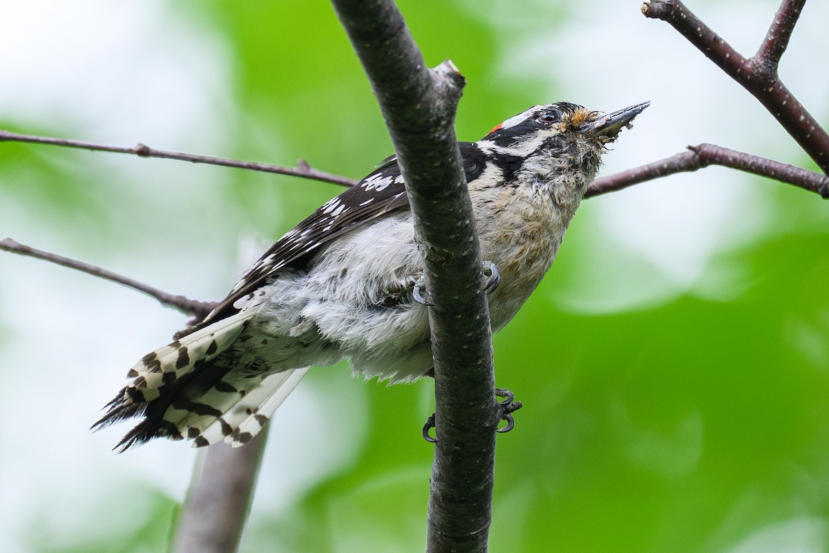 Downy Woodpecker - ML638893053