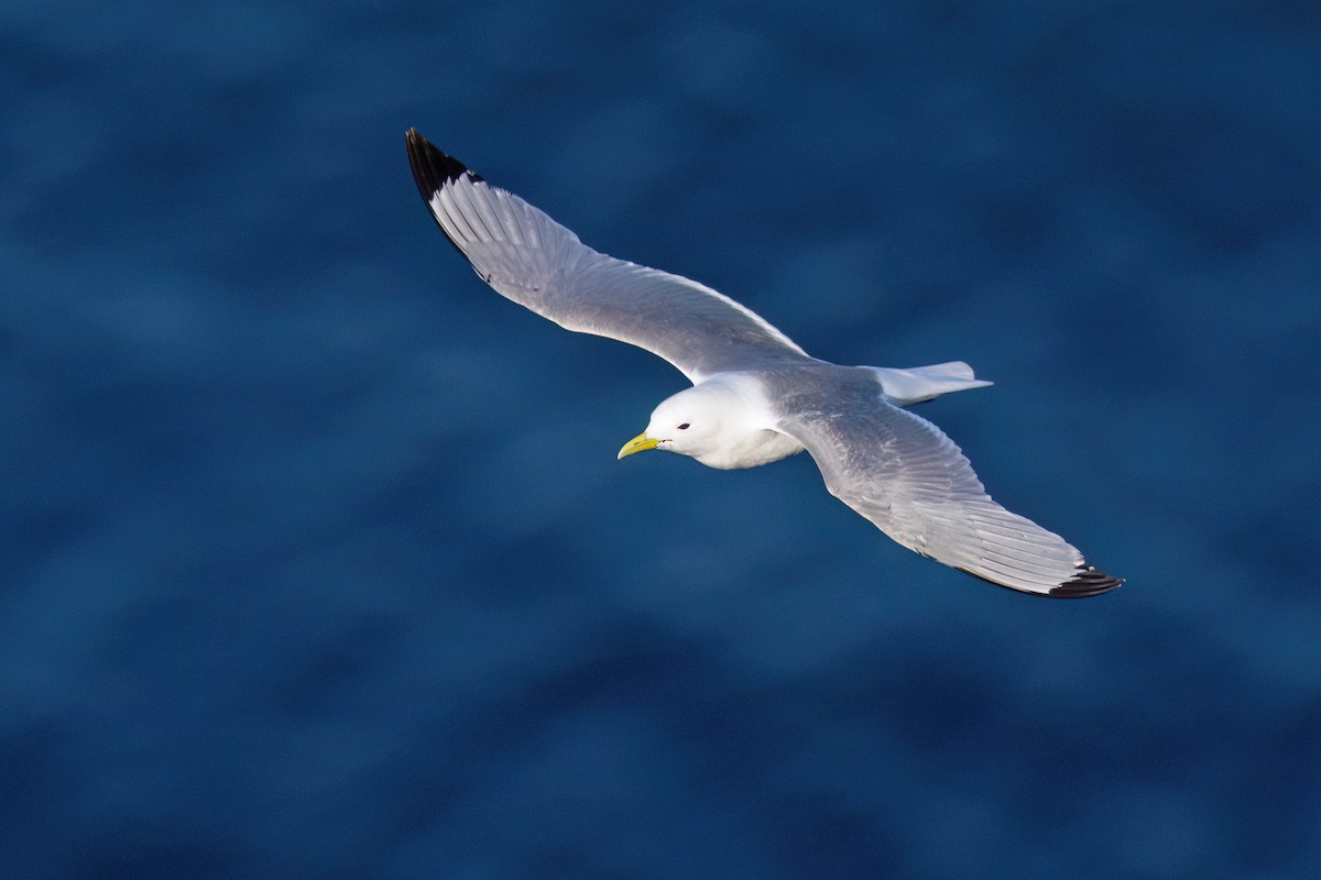 Black-legged Kittiwake (Atlantic) - ML638893057