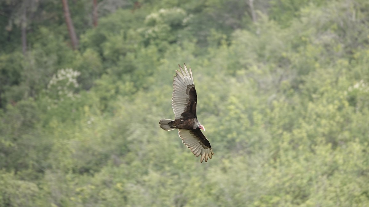 Turkey Vulture - ML638893058