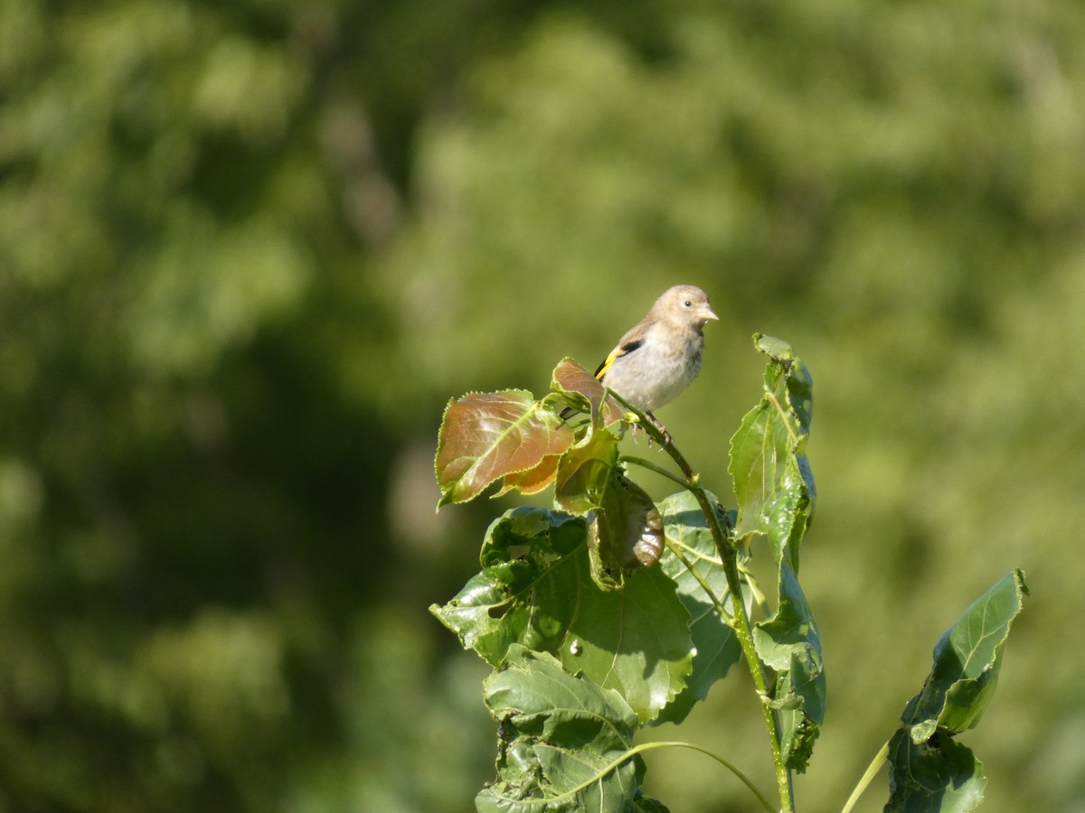 European Goldfinch - ML638893067