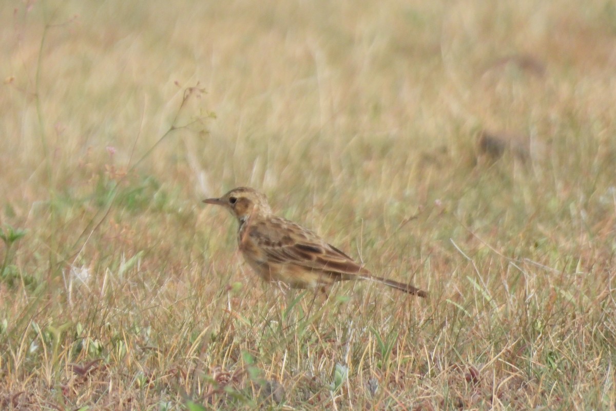 Paddyfield Pipit - ML638893071