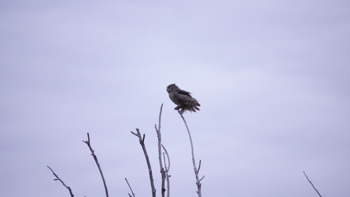 Great Horned Owl - ML638893078