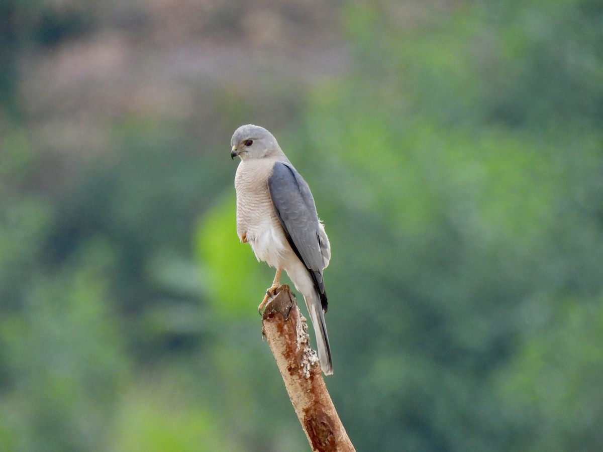 Shikra - ML638893083