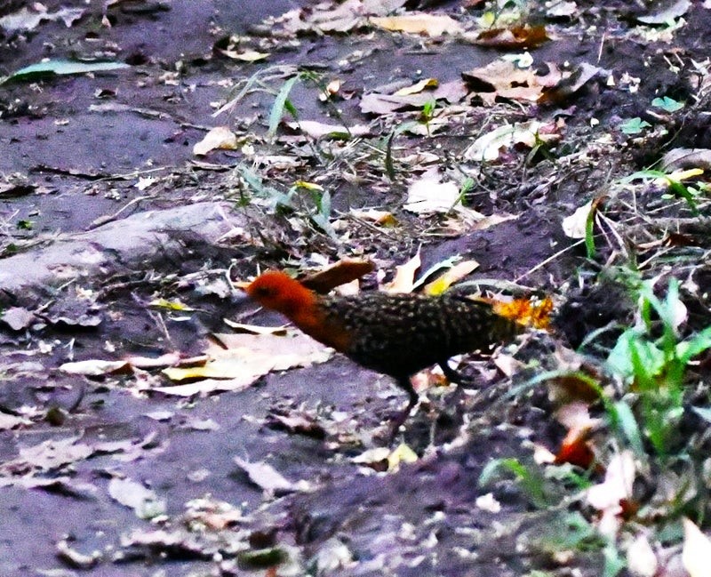 Buff-spotted Flufftail - ML638893085