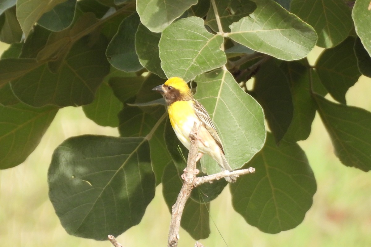 Baya Weaver - ML638893087