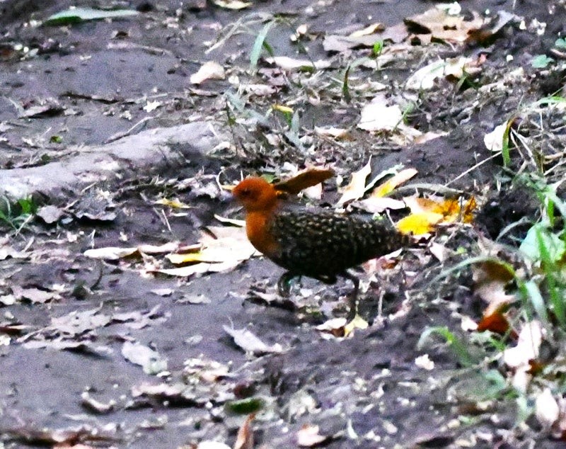 Buff-spotted Flufftail - ML638893089