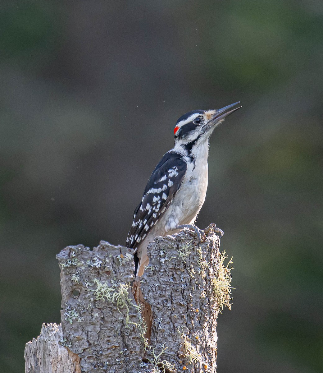 Hairy Woodpecker - ML638893090