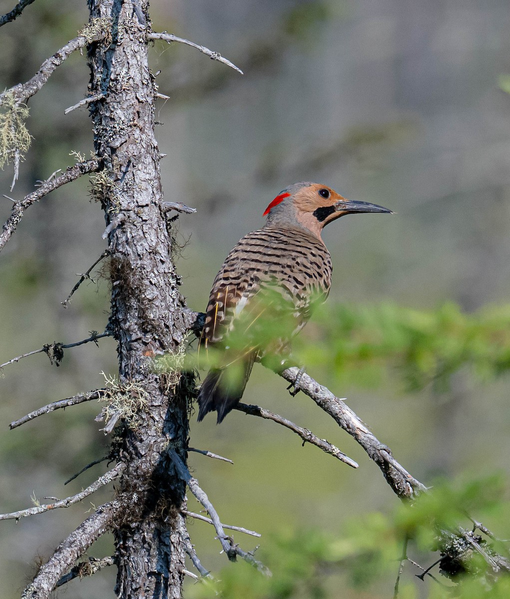 Northern Flicker - ML638893091