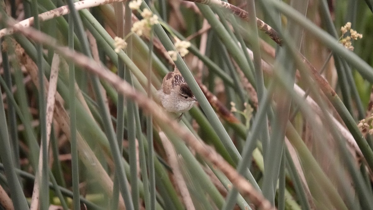 Marsh Wren - ML638893096